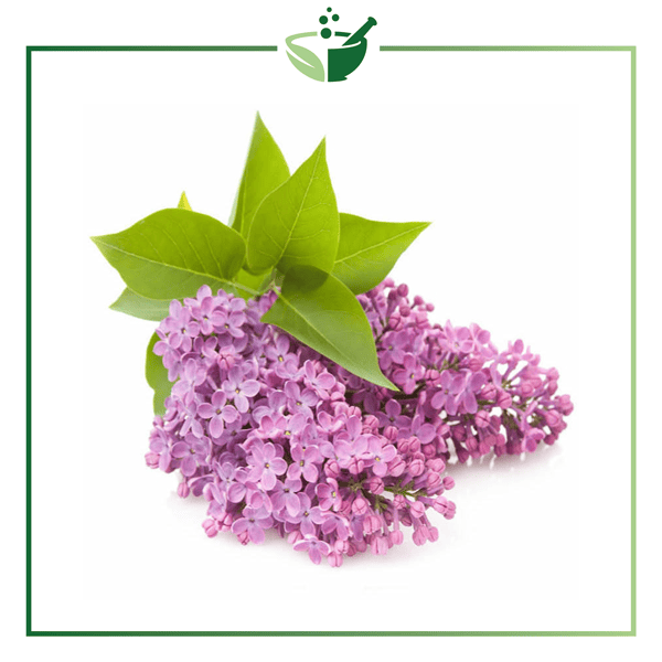 Lilac Absolute Oil